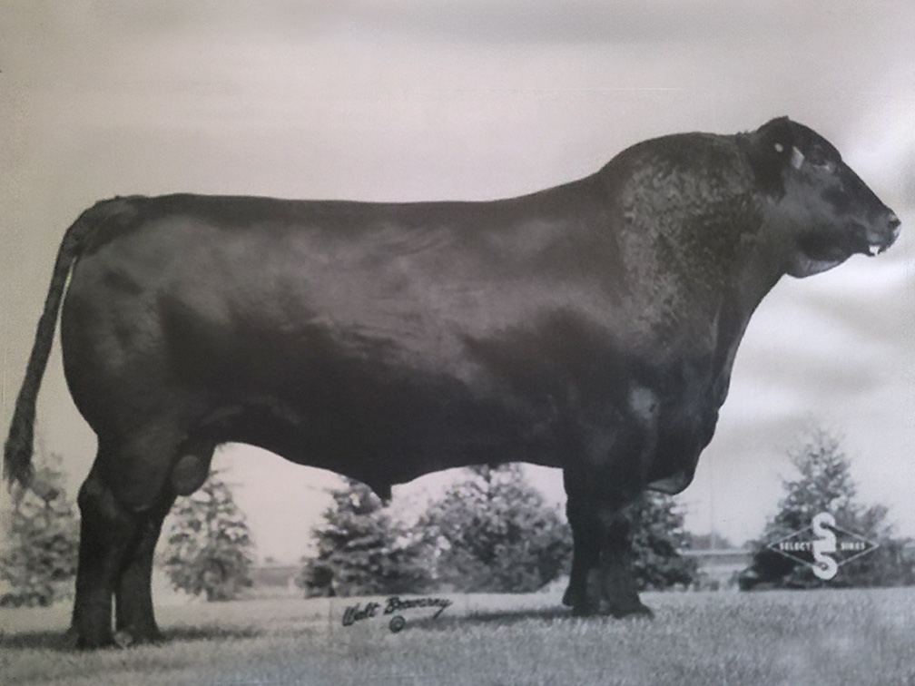 Schearbrook Shoshone